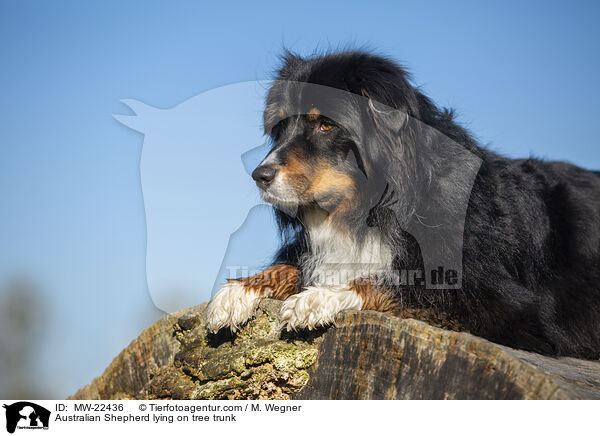 Australian Shepherd liegt auf Baumstamm / Australian Shepherd lying on tree trunk / MW-22436