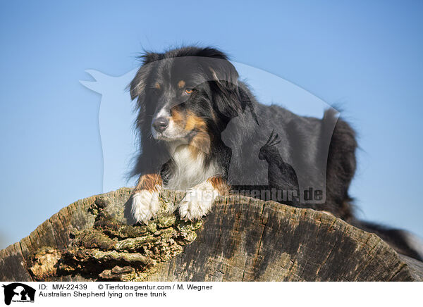 Australian Shepherd liegt auf Baumstamm / Australian Shepherd lying on tree trunk / MW-22439