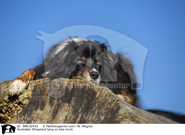 Australian Shepherd liegt auf Baumstamm / Australian Shepherd lying on tree trunk / MW-22442