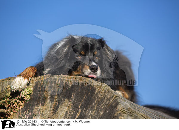 Australian Shepherd liegt auf Baumstamm / Australian Shepherd lying on tree trunk / MW-22443