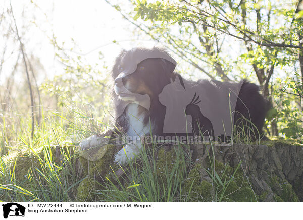 liegender Australian Shepherd / lying Australian Shepherd / MW-22444