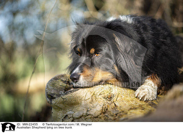 Australian Shepherd liegt auf Baumstamm / Australian Shepherd lying on tree trunk / MW-22455