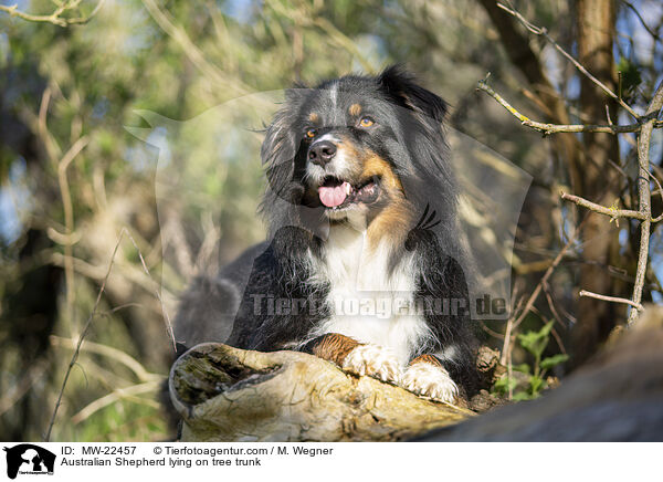 Australian Shepherd liegt auf Baumstamm / Australian Shepherd lying on tree trunk / MW-22457