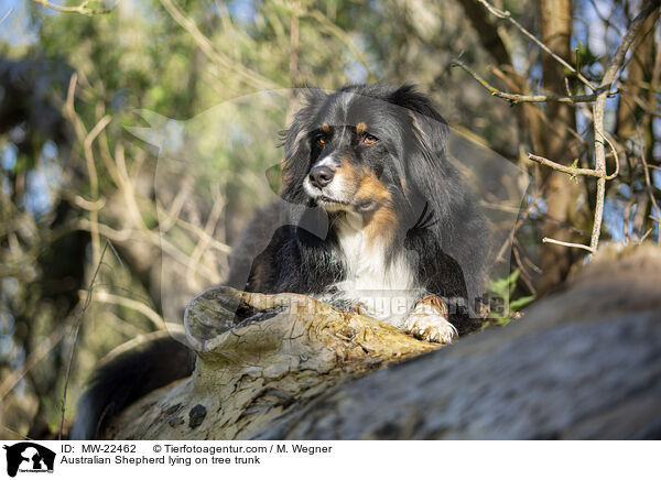 Australian Shepherd liegt auf Baumstamm / Australian Shepherd lying on tree trunk / MW-22462