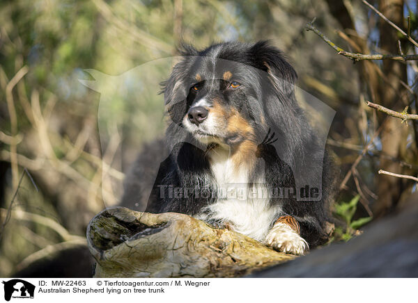 Australian Shepherd liegt auf Baumstamm / Australian Shepherd lying on tree trunk / MW-22463