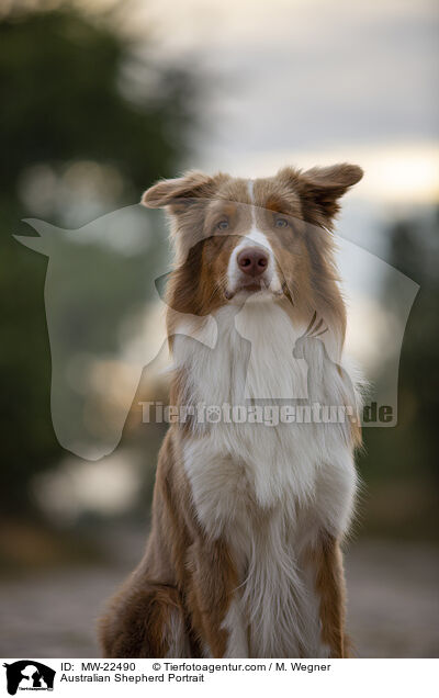 Australian Shepherd Portrait / Australian Shepherd Portrait / MW-22490