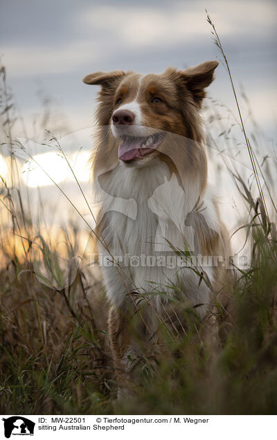 sitzender Australian Shepherd / sitting Australian Shepherd / MW-22501