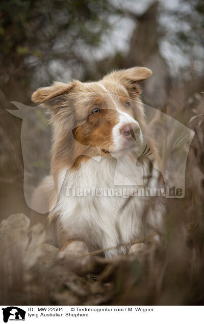 liegender Australian Shepherd / lying Australian Shepherd / MW-22504