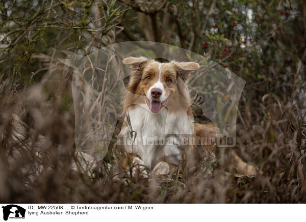 liegender Australian Shepherd / lying Australian Shepherd / MW-22508