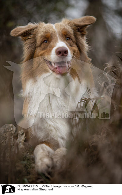 liegender Australian Shepherd / lying Australian Shepherd / MW-22515