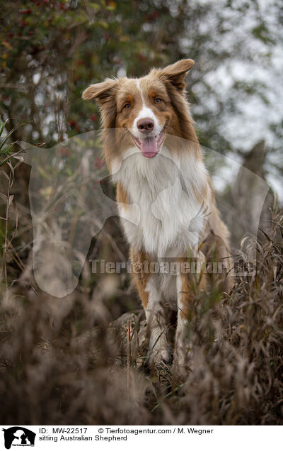 sitzender Australian Shepherd / sitting Australian Shepherd / MW-22517