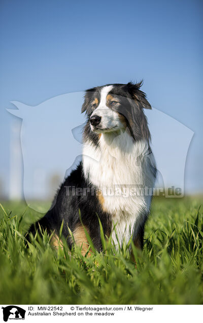 Australian Shepherd auf der Wiese / Australian Shepherd on the meadow / MW-22542