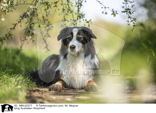 liegender Australian Shepherd / lying Australian Shepherd / MW-22577