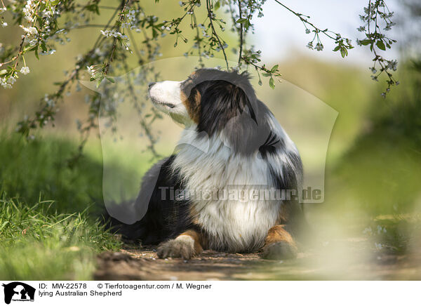 liegender Australian Shepherd / lying Australian Shepherd / MW-22578