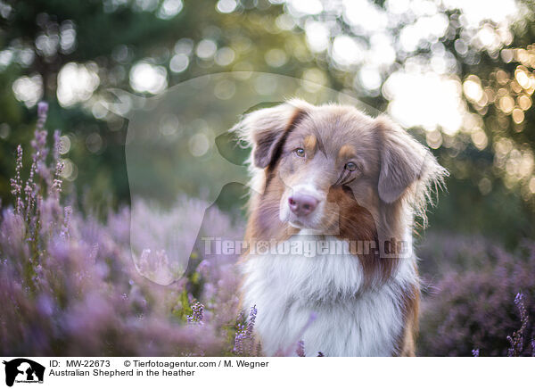 Australian Shepherd in der Heide / Australian Shepherd in the heather / MW-22673