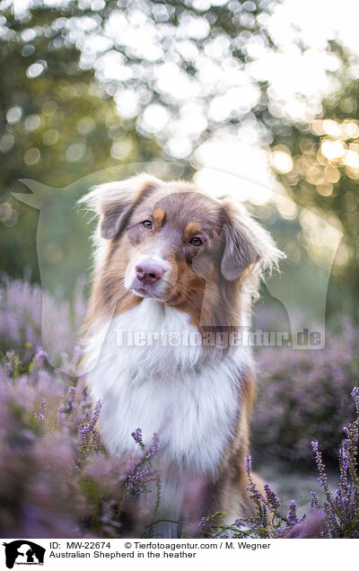 Australian Shepherd in der Heide / Australian Shepherd in the heather / MW-22674