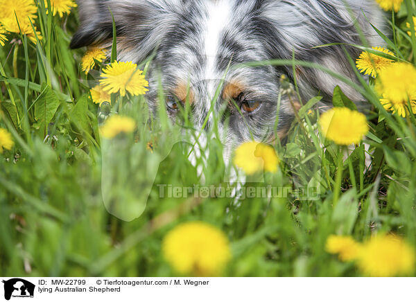 liegender Australian Shepherd / lying Australian Shepherd / MW-22799