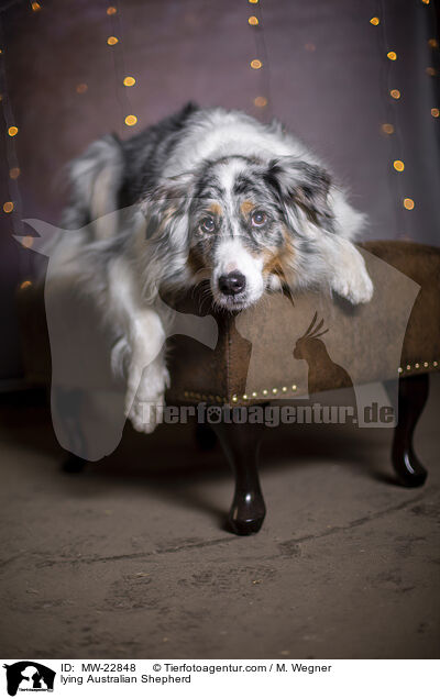 liegender Australian Shepherd / lying Australian Shepherd / MW-22848