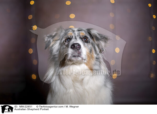 Australian Shepherd Portrait / Australian Shepherd Portrait / MW-22851