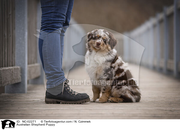 Australian Shepherd Welpe / Australian Shepherd Puppy / NC-02271