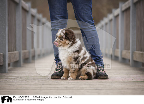 Australian Shepherd Welpe / Australian Shepherd Puppy / NC-02272