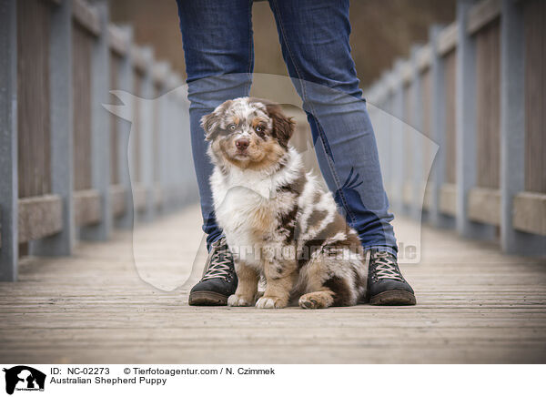 Australian Shepherd Welpe / Australian Shepherd Puppy / NC-02273