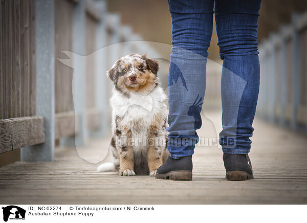 Australian Shepherd Welpe / Australian Shepherd Puppy / NC-02274