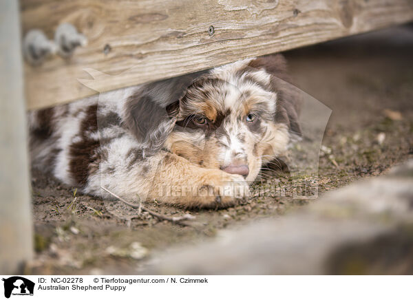 Australian Shepherd Welpe / Australian Shepherd Puppy / NC-02278