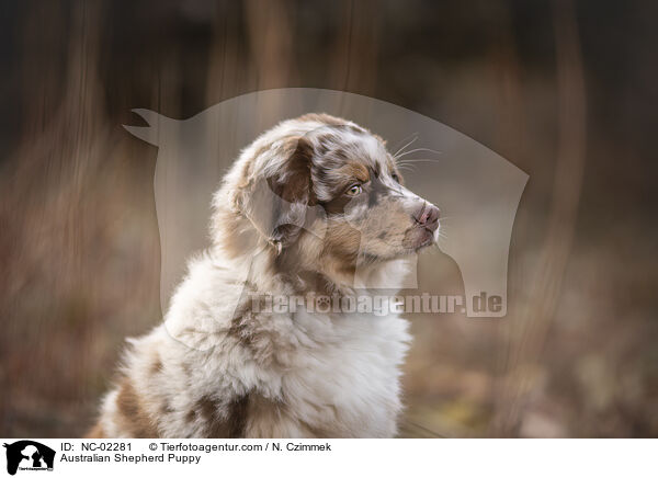 Australian Shepherd Welpe / Australian Shepherd Puppy / NC-02281