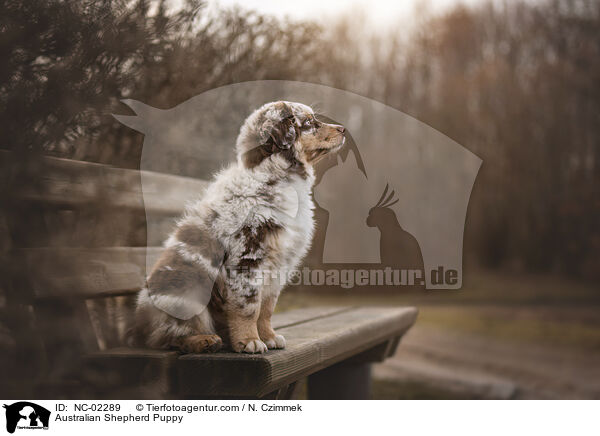 Australian Shepherd Welpe / Australian Shepherd Puppy / NC-02289