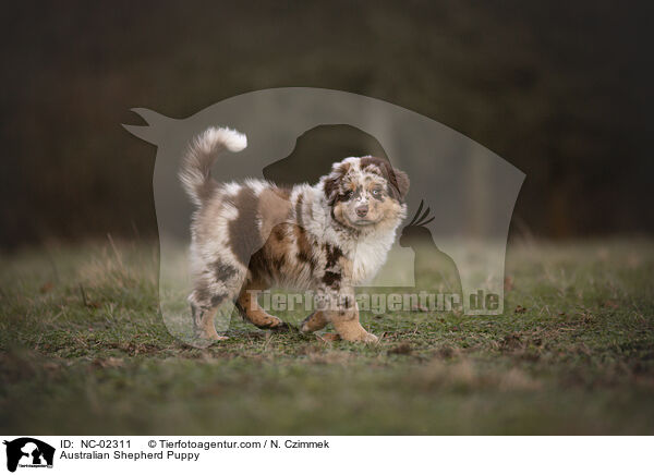 Australian Shepherd Welpe / Australian Shepherd Puppy / NC-02311