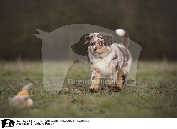 Australian Shepherd Welpe / Australian Shepherd Puppy / NC-02313