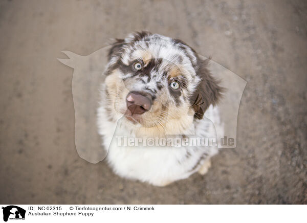 Australian Shepherd Welpe / Australian Shepherd Puppy / NC-02315