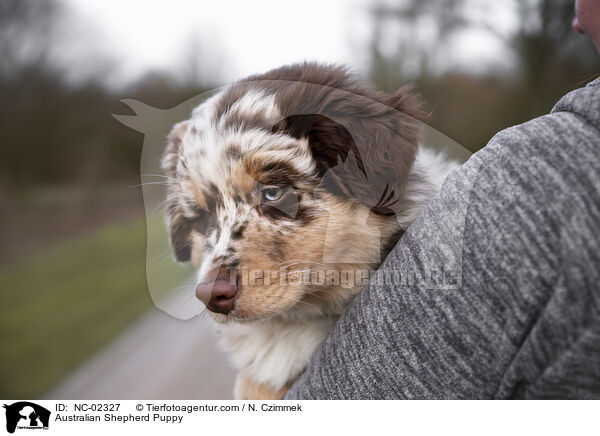 Australian Shepherd Welpe / Australian Shepherd Puppy / NC-02327