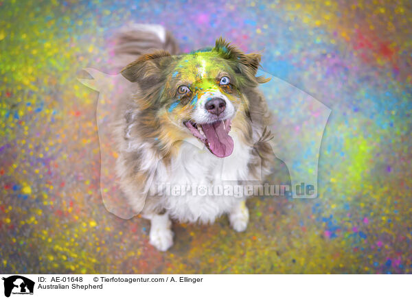 Australian Shepherd / Australian Shepherd / AE-01648