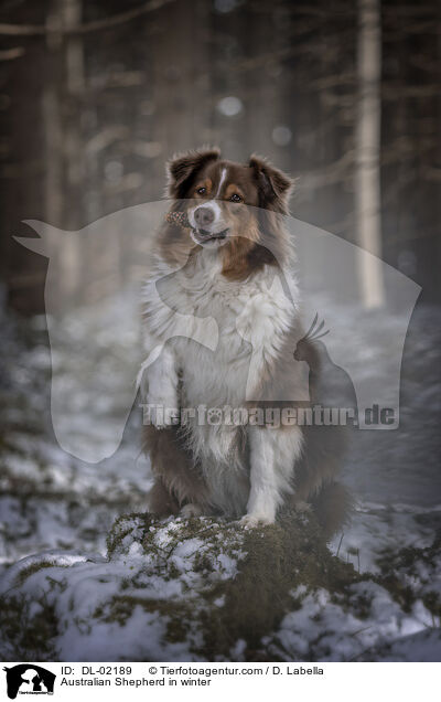 Australian Shepherd im Winter / Australian Shepherd in winter / DL-02189