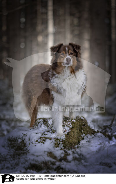 Australian Shepherd im Winter / Australian Shepherd in winter / DL-02190