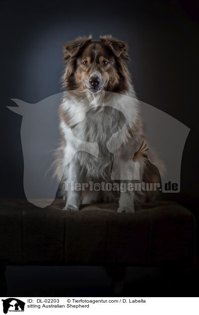 sitzender Australian Shepherd / sitting Australian Shepherd / DL-02203