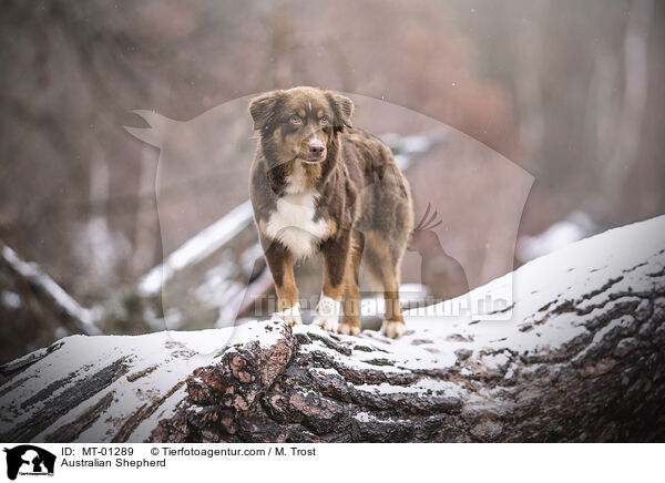 Australian Shepherd / Australian Shepherd / MT-01289