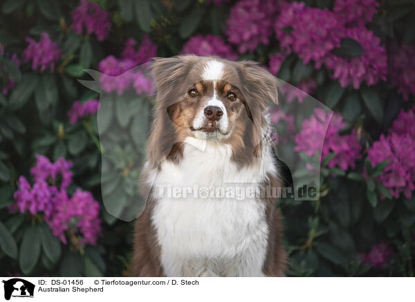 Australian Shepherd / Australian Shepherd / DS-01456