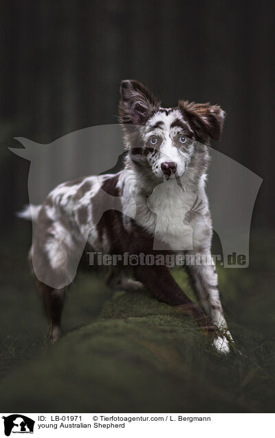 junger Australian Shepherd / young Australian Shepherd / LB-01971