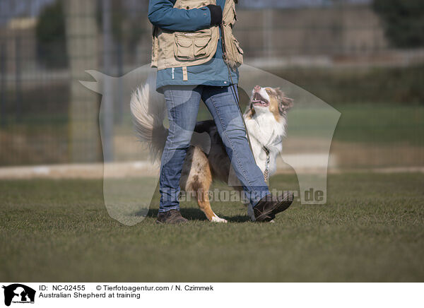 Australian Shepherd beim Training / Australian Shepherd at training / NC-02455