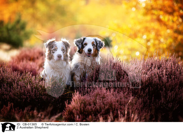 2 Australian Shepherd / 2 Australian Shepherd / CB-01365