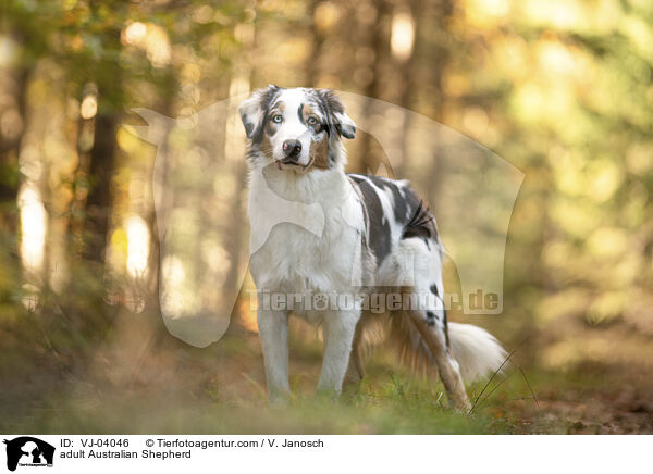 erwachsener Australian Shepherd / adult Australian Shepherd / VJ-04046