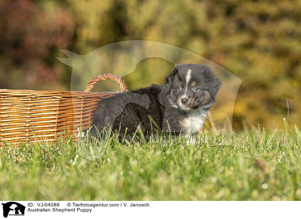 Australian Shepherd Welpe / Australian Shepherd Puppy / VJ-04088