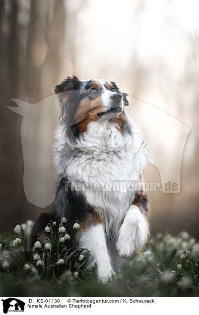 Australian Shepherd Hmdin / female Australian Shepherd / KS-01130