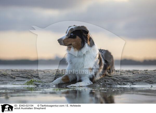 ausgewachsener Australian Shepherd / adult Australian Shepherd / EHO-02154