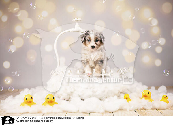 Australian Shepherd Welpe / Australian Shepherd Puppy / JAM-02347