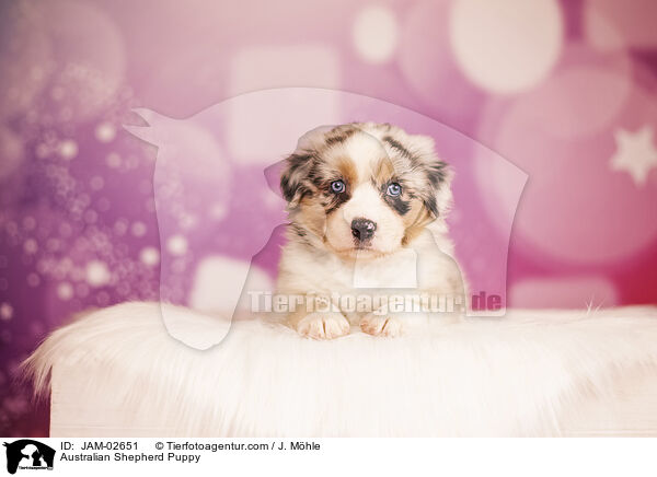 Australian Shepherd Welpe / Australian Shepherd Puppy / JAM-02651