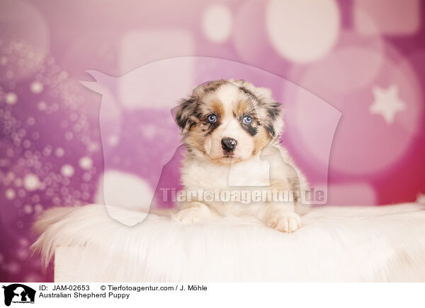 Australian Shepherd Welpe / Australian Shepherd Puppy / JAM-02653